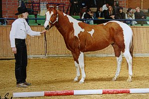 Cats Lads Last Magic