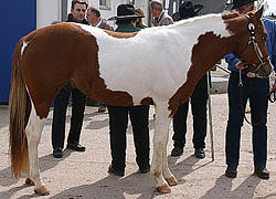 Big Step Go For Cash