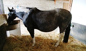 Rosine